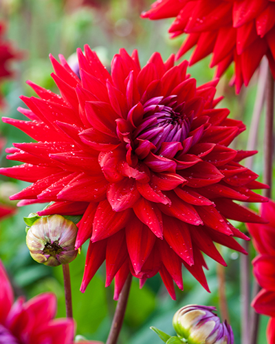 DAHLIA WITTEMANS BEST 10 kusov